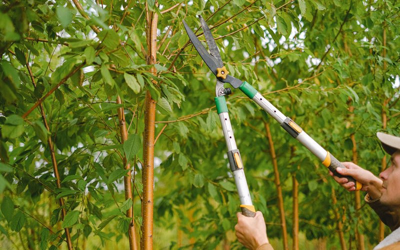 Tree trimming in Osseo, WI